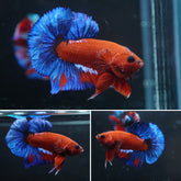 #8 (New Arrival) Hell Boy Super Red Body Solid Blue Plakat Tail - High Quality Live Aquarium Male Betta Fish